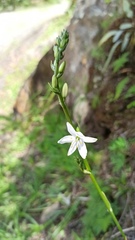 Trihesperus glaucus