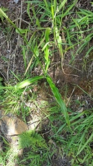 Trihesperus glaucus