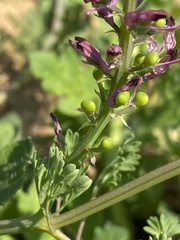 Fumaria officinalis officinalis