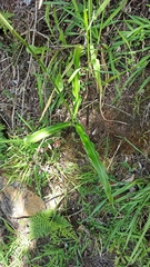 Trihesperus glaucus