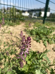 Fumaria officinalis officinalis