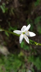 Trihesperus glaucus