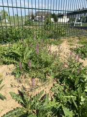 Fumaria officinalis officinalis