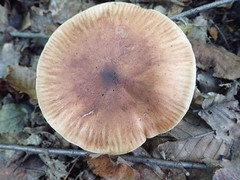 Tricholoma pessundatum