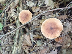 Tricholoma pessundatum