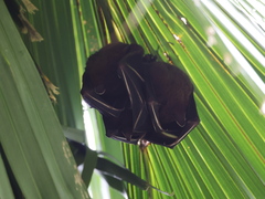 Cynopterus sphinx