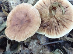 Tricholoma pessundatum