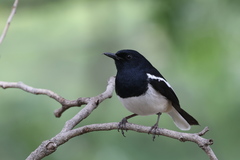 Copsychus saularis