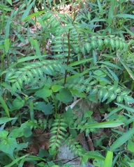 Japanese Pepper (Zanthoxylum piperitum)