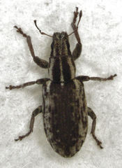 Sitona discoideus