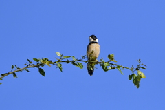 Sporophila torqueola