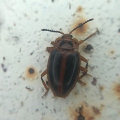 Epipocus cinctus