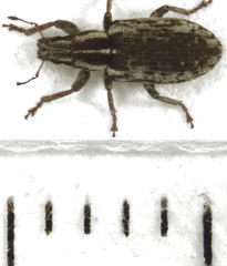 Sitona discoideus