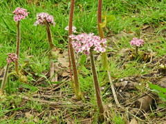 Darmera peltata