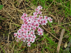 Darmera peltata