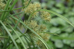Cyperus exaltatus