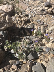 Loeseliastrum schottii