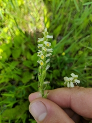 Spiranthes lucida