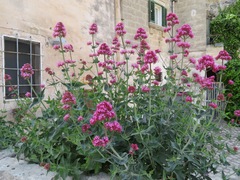 Centranthus ruber