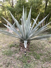 Agave tequilana