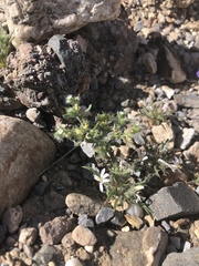 Loeseliastrum schottii