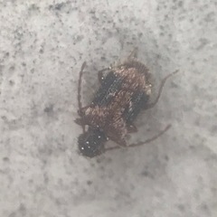 Ptinus texanus