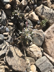 Loeseliastrum schottii