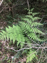 Macrothelypteris