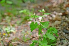 Alliaria petiolata