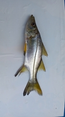 Centropomus pectinatus