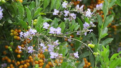 Duranta