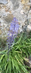 Scilla hyacinthoides