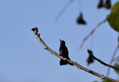 Cynanthus latirostris