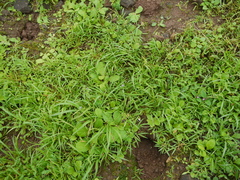 Lomatogonium minus