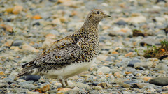 Attagis malouinus