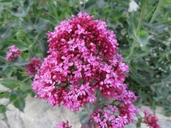 Centranthus ruber