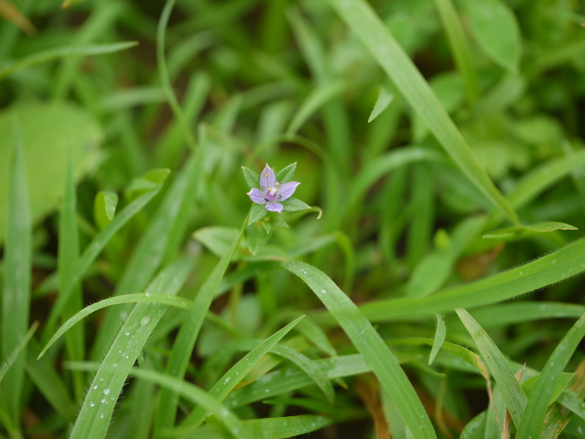 Lomatogonium minus (Griseb.) Fernald