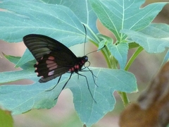 Parides neophilus