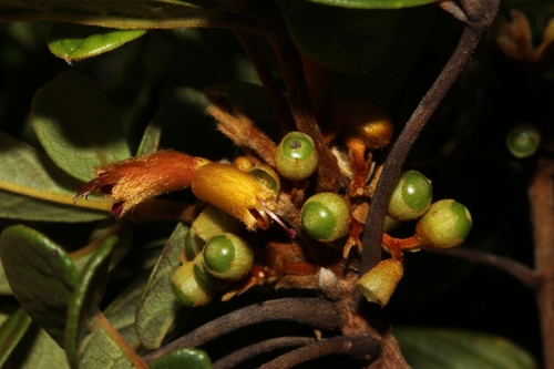 Vitex chrysomallum image