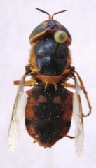 Hedriodiscus truquii