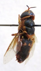 Hedriodiscus truquii