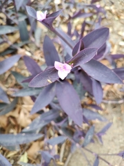 Tradescantia pallida