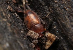 Epuraea avara