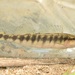 Blackbanded Darter - Photo (c) skitterbug, some rights reserved (CC BY), uploaded by skitterbug
