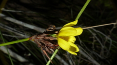 Bobartia robusta
