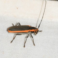 Saperda lateralis