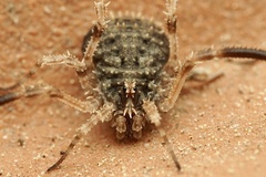 Lacinius horridus