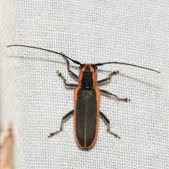 Saperda lateralis