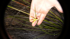 Bobartia robusta