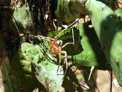 Curicaberis culiacan